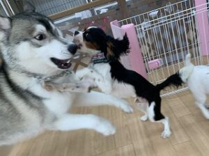 犬ちゃんお遊び中