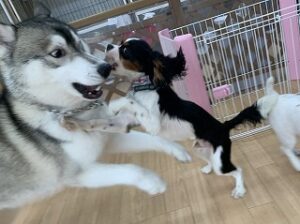 犬ちゃんお遊び中