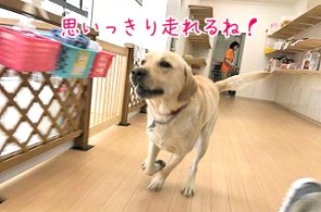 走るラブラドールの犬