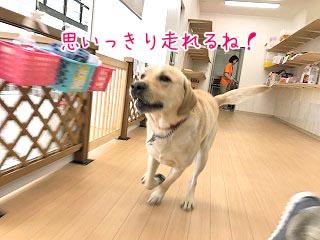 走るラブラドールの犬