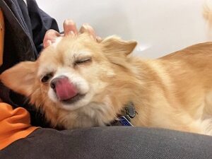 眠たそうな犬ちゃん。