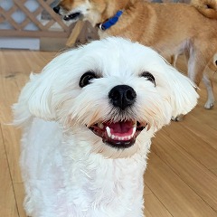 ペットホテルでくつろぐ犬ちゃん。