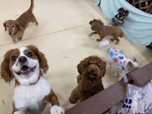 ペットホテルは犬ちゃんがいっぱい