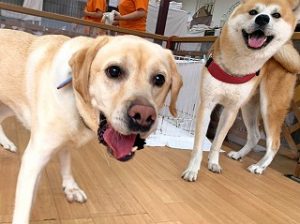 ペットホテルでのんびりくつろぐ犬ちゃん。