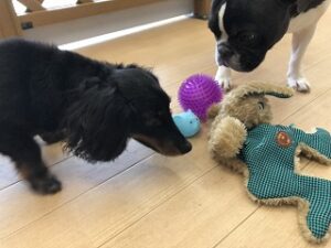 ペットホテルでおもちゃで遊ぶ犬ちゃん