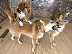 ペットホテルでお友達と遊んでいる犬ちゃん。