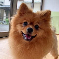 ペットホテルでのんびりくつろぐ犬ちゃん。