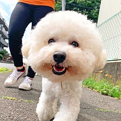 元気よくお散歩をしている犬ちゃん。