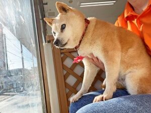 日向ぼっこをしている犬ちゃん。