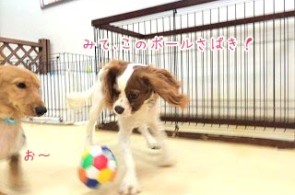 ボールで遊ぶ犬ちゃん