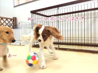 ボールで遊ぶ犬ちゃん