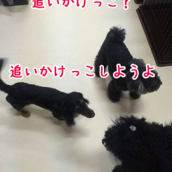 追いかけっこしよう！