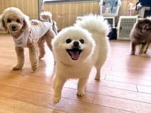 ペットホテルでのんびりくつろぐ犬ちゃん。