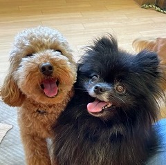 ペットホテルで新しいお友達が出来た犬ちゃん。