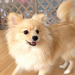 競争をする犬ちゃん。