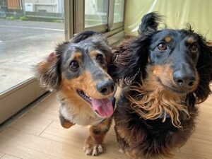 お友達と元気にお散歩中の犬ちゃん。