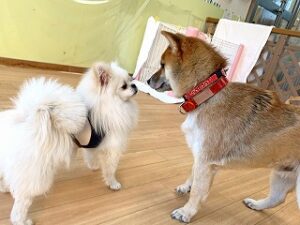 お友達に声をかける犬ちゃん。