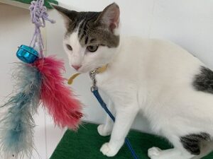 猫ちゃんおもちゃお前に固まる