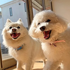 日光浴をする犬ちゃん。