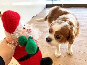 おもちゃに興味津々な犬ちゃん。