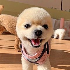 ペットホテルのスタッフさんに近寄る犬ちゃん。