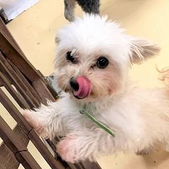 柵の外が気になる犬ちゃん。