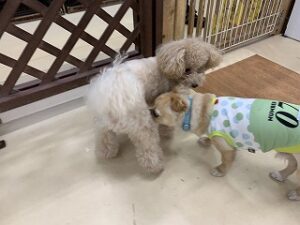 犬ちゃんのご挨拶