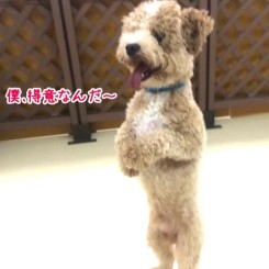 あんよがじょうず