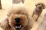 ペットホテルでお友達がたくさんできた犬ちゃん。