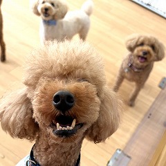 ペットホテルでお友達がたくさんできた犬ちゃん。