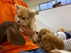 スタッフさんの取り合いをする犬ちゃん達。