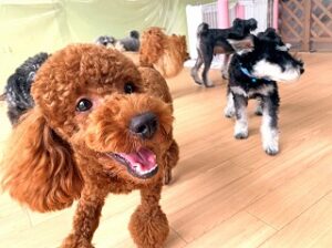 ペットホテルを探検中の犬ちゃん。