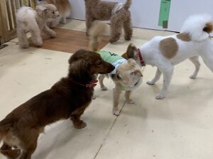 犬ちゃん仲良くしてね