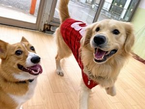 お友達と追いかけっこをする犬ちゃん。