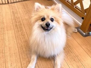 ペットホテルでくつろぐ犬ちゃん。