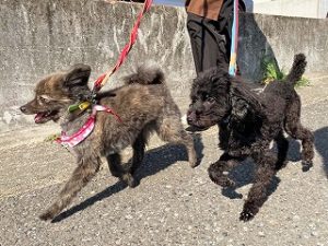 外でお散歩をする犬ちゃん。