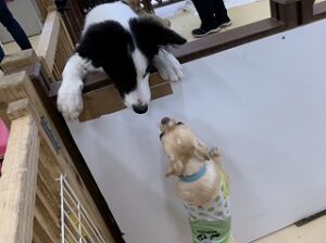 犬ちゃんうえからこんにちは