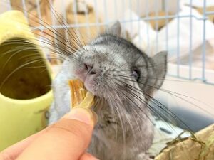 ペットホテルにお泊り中のチンチラちゃん