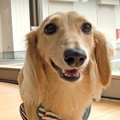 ペットホテルでのんびりお散歩をしている犬ちゃん。