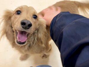 スタッフさんに撫でられて嬉しそうな犬ちゃん。