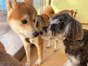 はじめましてのご挨拶をしている犬ちゃん。