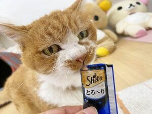 おやつを食べている猫ちゃん。