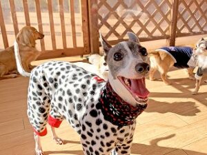 スタッフさんと一緒に遊びたい犬ちゃん。