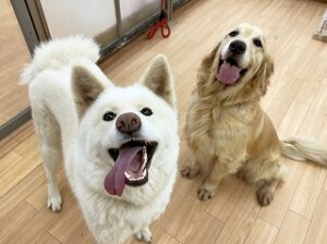 ペットホテルでお友達が出来た犬ちゃん。