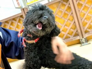 スタッフさんのなでなでが大好きな犬ちゃん。