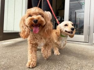 外のお散歩が嬉しそうな犬ちゃん。