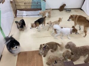 ペットホテルは今日も犬ちゃんいっぱい