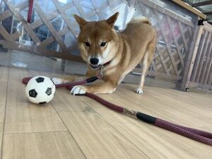 ボールで遊ぶ柴犬ちゃん