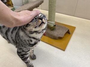 ペットホテルの猫ちゃん