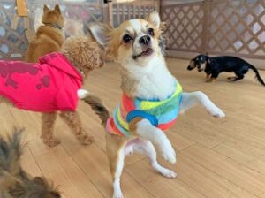 ペットホテルで元気いっぱい遊んでいる犬ちゃん。